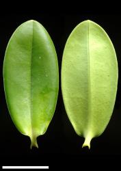 Veronica ×franciscana. Leaf surfaces, adaxial (left) and abaxial (right). Scale = 10 mm.
 Image: P.J. Garnock-Jones © P.J. Garnock-Jones CC-BY-NC 3.0 NZ